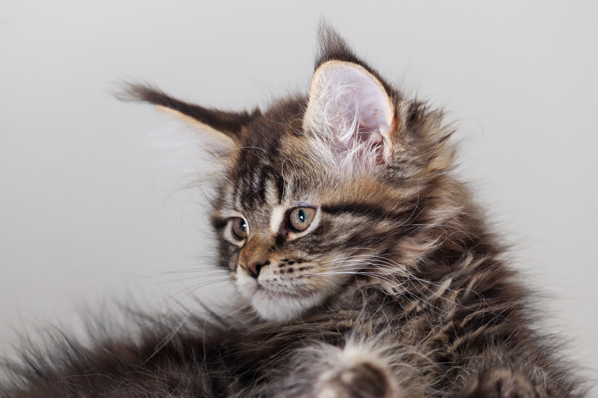 Filhote maine coon
